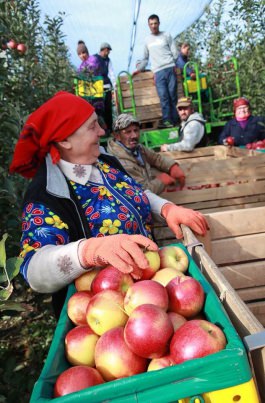 Igor Dodon visited the company "FarmProd" from the village of Olaneşti, Stefan-Voda region