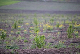 Igor Dodon s-a familiarizat cu activitatea a două întreprinderi agricole din raionul Rezina