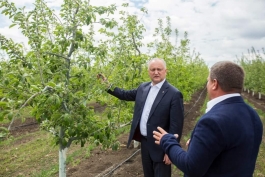 Igor Dodon s-a familiarizat cu activitatea a două întreprinderi agricole din raionul Fălești