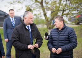 Igor Dodon a efectuat o inspecție a terenurilor agricole din Autonomia Găgăuză