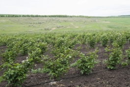 Igor Dodon s-a familiarizat cu activitatea a două întreprinderi agricole din raionul Glodeni