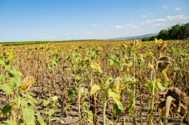 Igor Dodon s-a familiarizat cu activitatea a două gospodării agricole din satul Tîrșiței, raionul Telenești