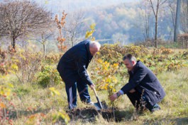 Președintele Timofti a plantat copaci, de Ziua Națională de Înverzire a Plaiului